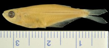Media type: image;   Ichthyology 59642